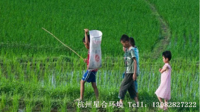 绿化养护