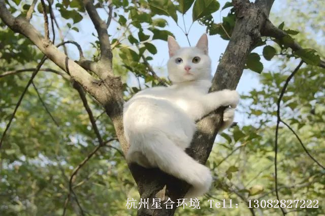 绿化养护