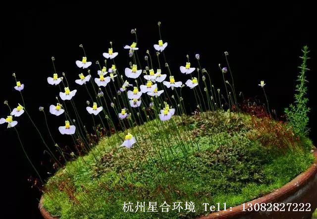 绿化养护