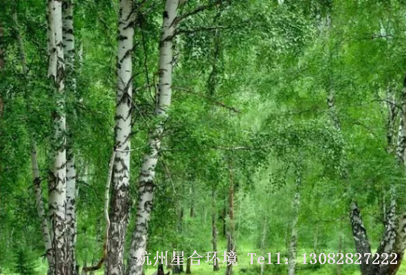 马路养护-白桦