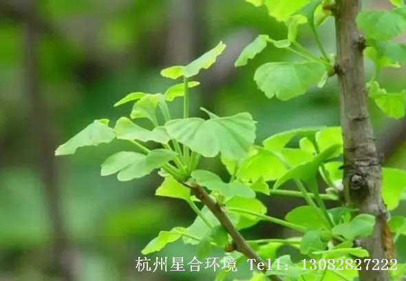 马路养护-银杏