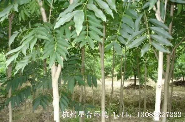 马路养护-无患子