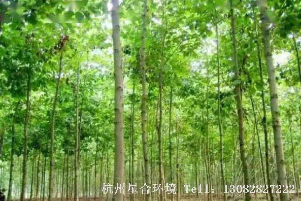马路养护-悬铃木