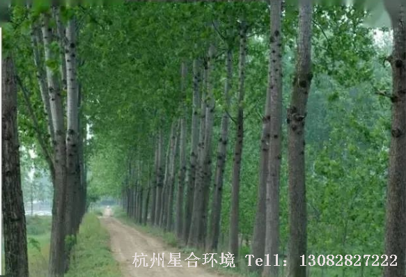 马路养护-意杨