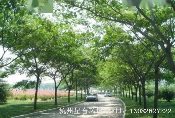 马路养护-合欢
