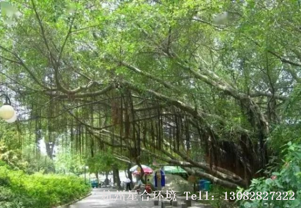 马路养护-榕树