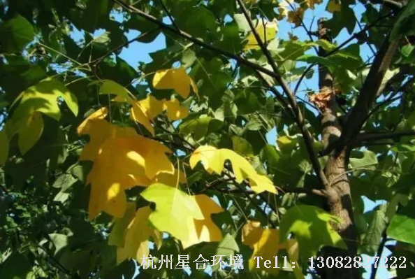 马路养护-鹅掌楸