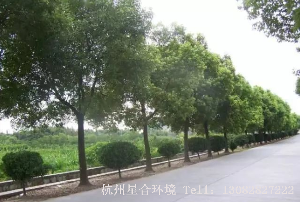马路养护-樟树