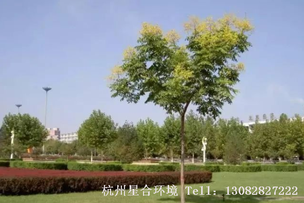 马路养护-栾树