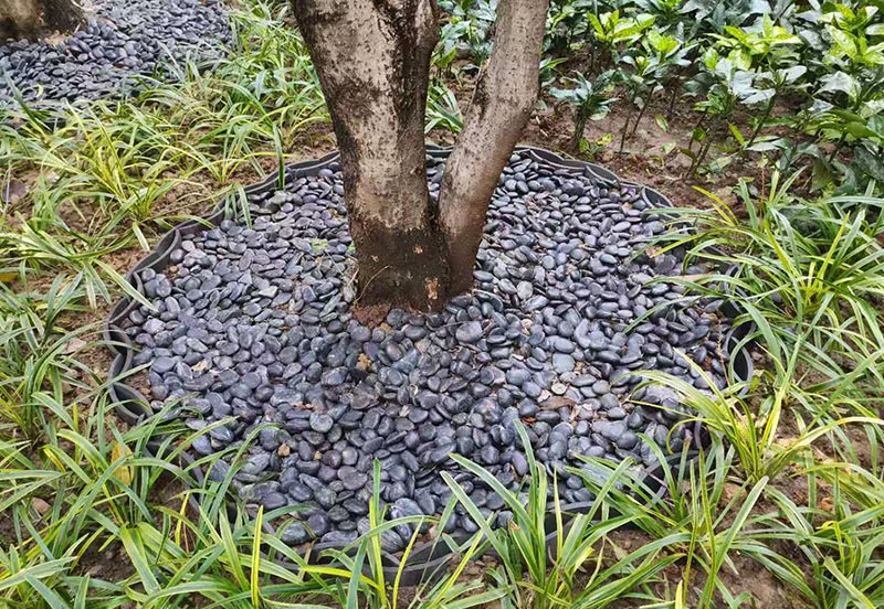 世纪新城东西门绿化改造工程