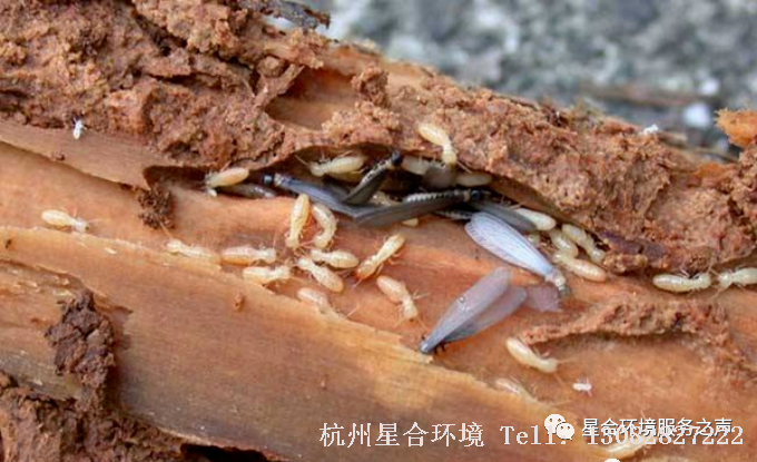 绿化养护