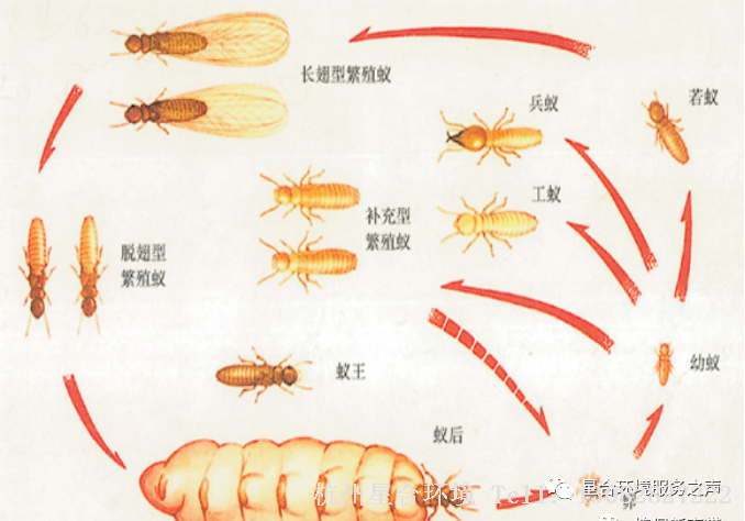 绿化养护