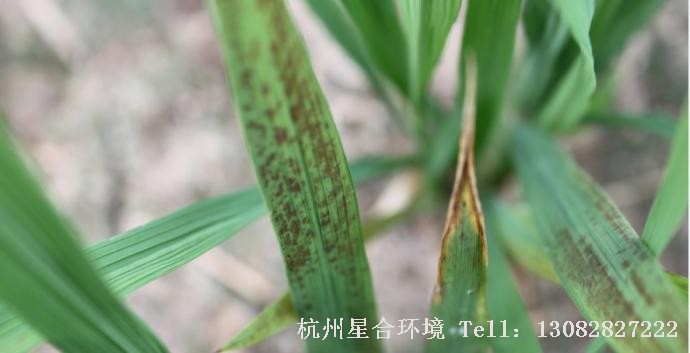 绿化施工
