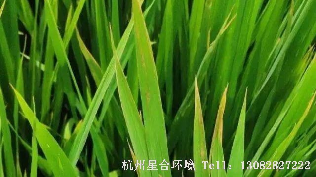 绿化施工