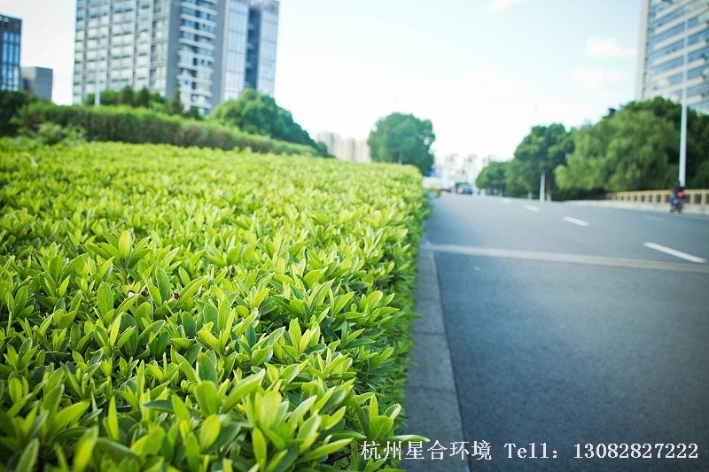 绿化施工