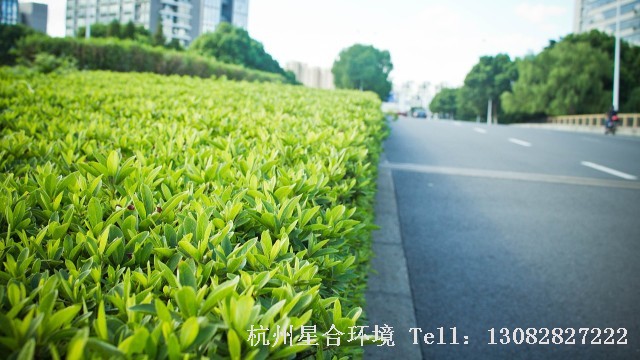 绿化施工