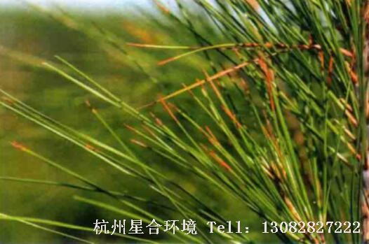 绿化施工