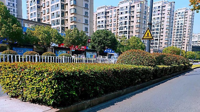 绿化养护-冬季绿化养护植物该怎样修剪整形呢?