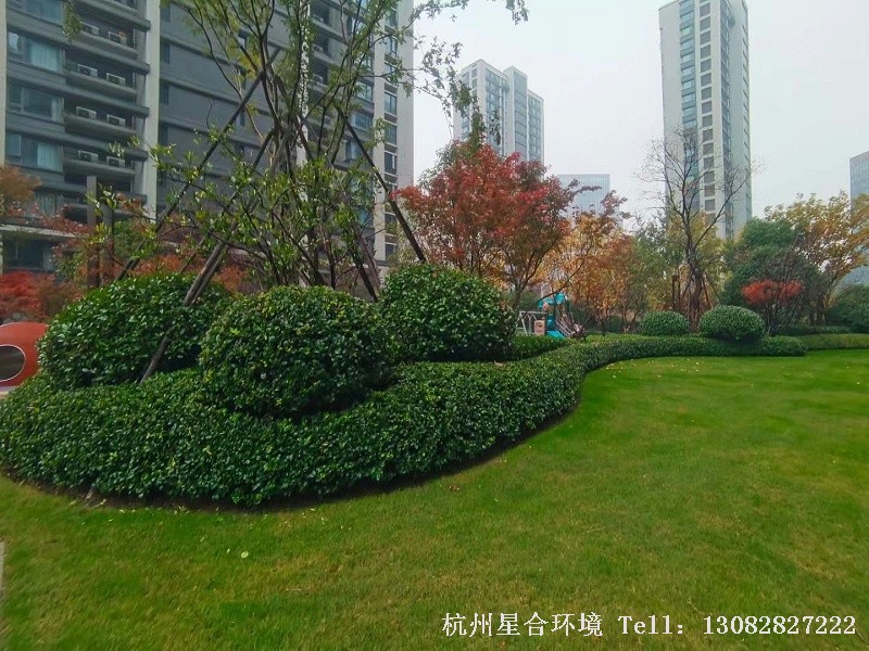 绿化养护灌木色带修剪