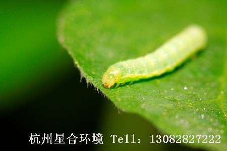 绿化养护小菜蛾