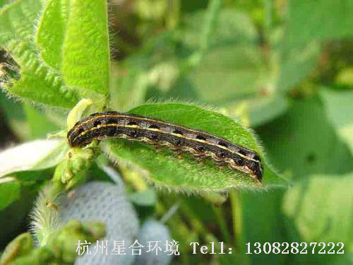 斜纹夜蛾