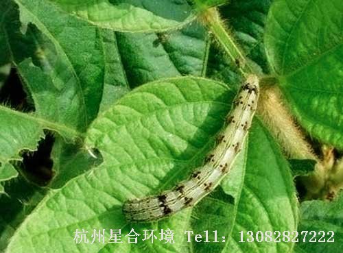 绿化养护棉铃虫