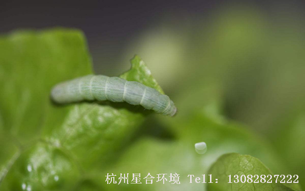 绿化养护菜青虫