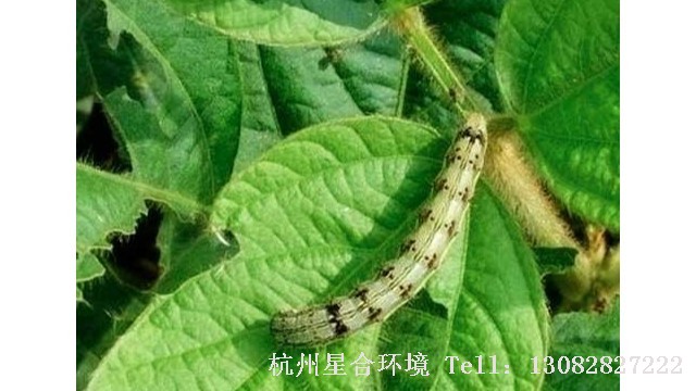绿化养护