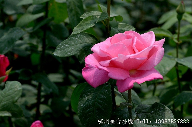 绿化养护月季特写