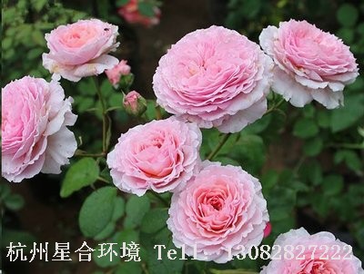 绿化养护粉月季