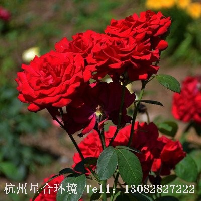 绿化养护月季