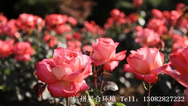 绿化养护