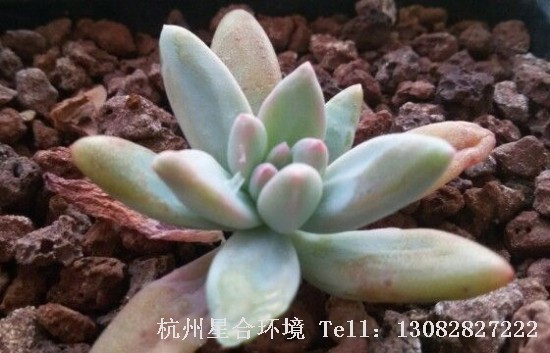 绿化养护多肉植物