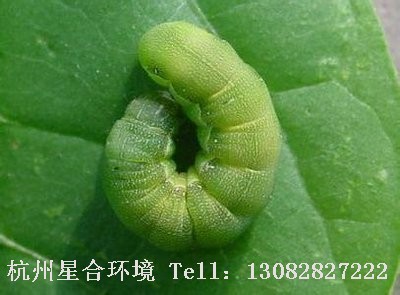 绿化养护甜菜夜蛾