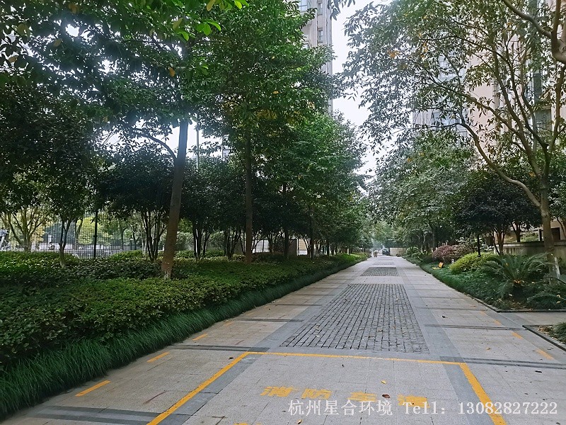 小区绿化养护-乔木修剪后效果