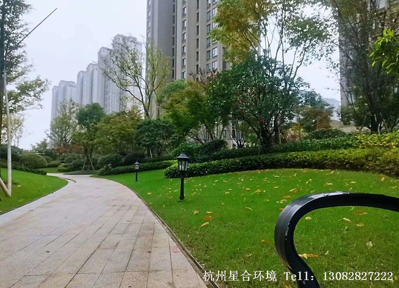 小区绿化养护-肥水给予后效果
