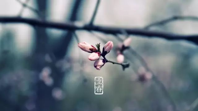 立春节气，每年阳历的2月3日至5日，气温仍较低，有时会发生低温冻害，绿化养护应加强防寒挡盐设施的检查维护。