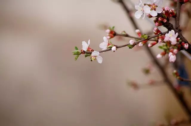 绿化养护中樱桃花是樱桃树的花，和我们常说的“樱花”不同。从植物学角度讲，它们是接近的两个种属，都是蔷薇科李亚科的植物，樱花属于樱属，樱桃属于李属。