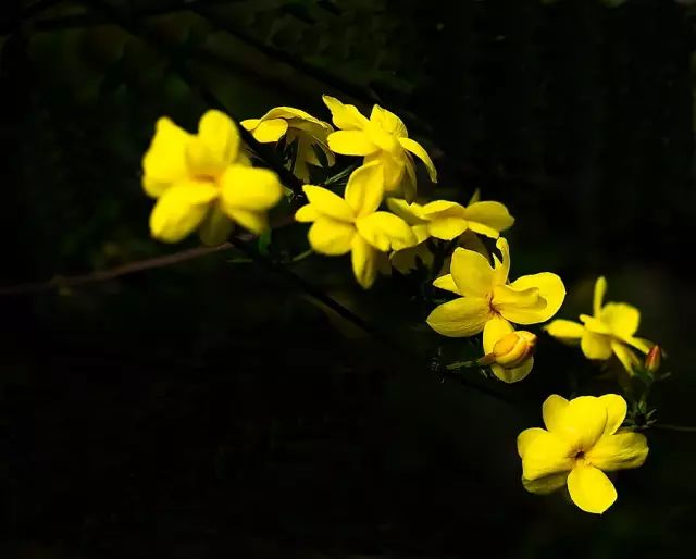 迎春花，别名迎春、黄素馨、金腰带，落叶灌木丛生。绿化养护中迎春花不仅花色端庄秀丽，气质非凡，具有不畏寒威，不择风土，适应性强的特点，与梅花、水仙和山茶花统称为“雪中四友”，是中国常见的花卉之一。