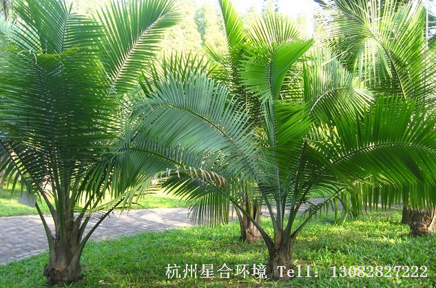 棕榈植物移栽