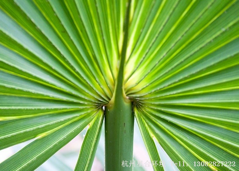 棕榈植物移栽局部