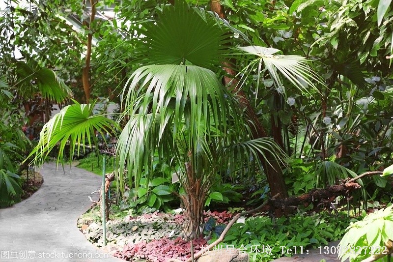 棕榈植物移栽具体情况