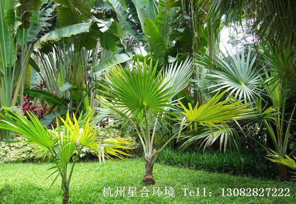 棕榈植物移栽细节