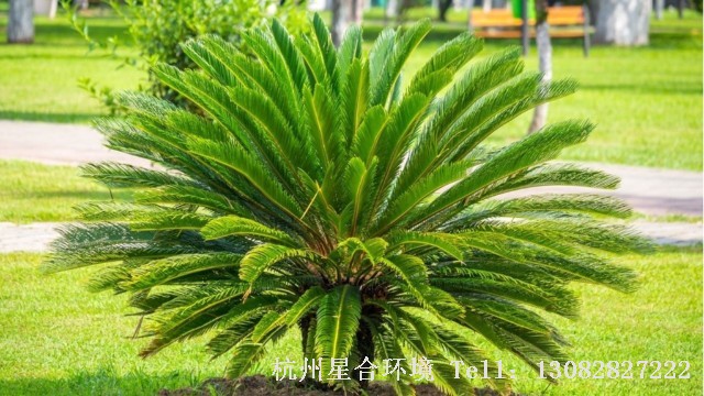 棕榈植物移栽