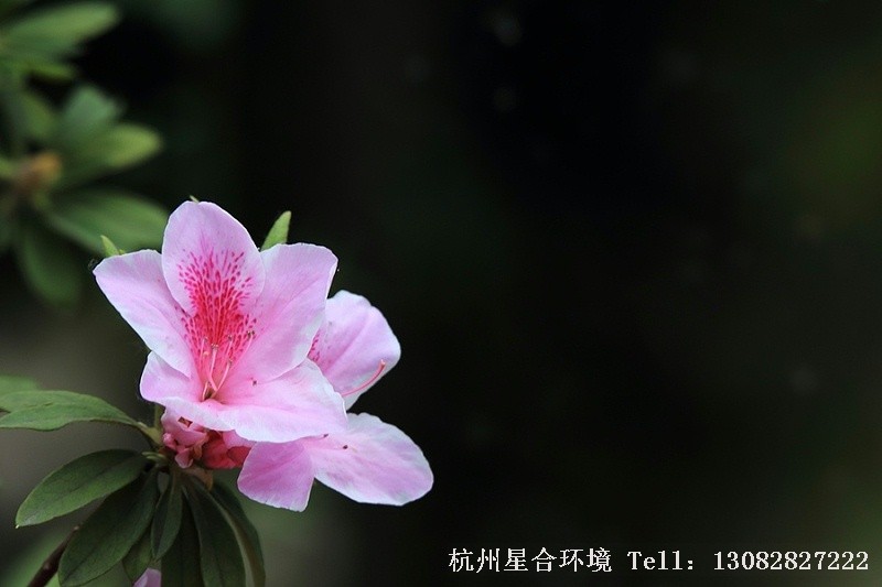 绿化养护杜鹃