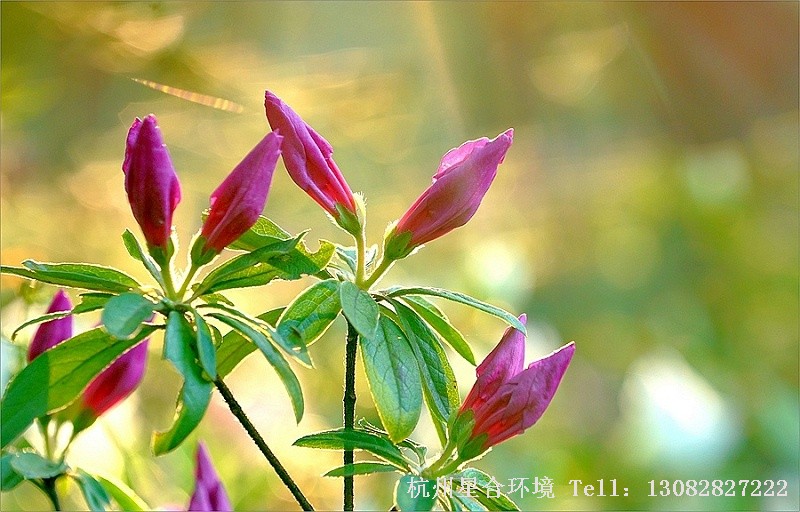 绿化养护杜鹃花