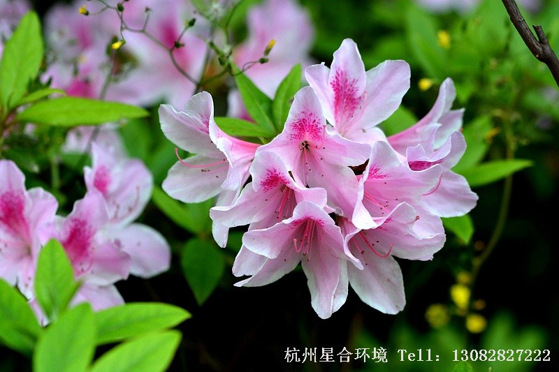 绿化养护粉杜鹃
