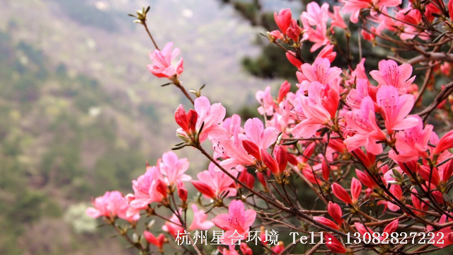绿化养护