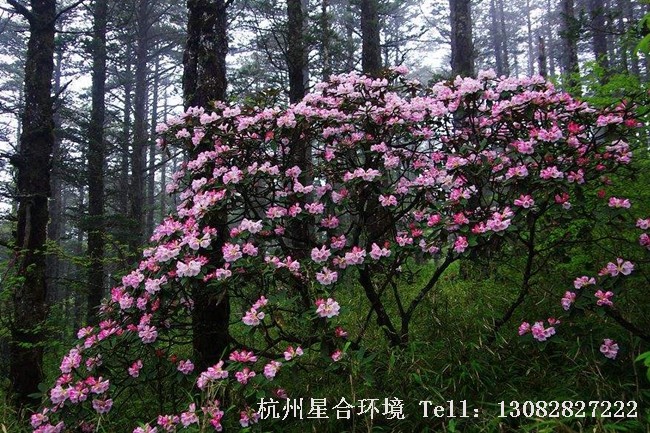 绿化养护高山杜鹃