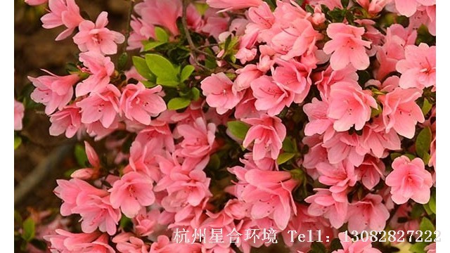 绿化养护